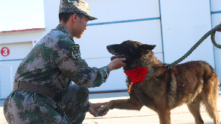 Military dog retires amid accolades