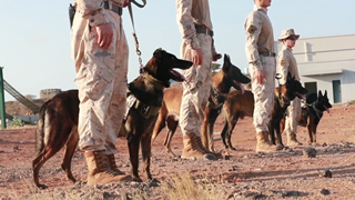 Daily life of first military dog handler at PLA Djibouti base